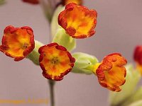 Primula Coronation Cowslips_2012-05-04_7797