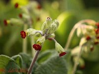 Primula Coronation Cowslips_2013-04-22_1804