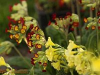 Primula Coronation Cowslips_2013-05-03_1883