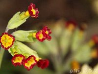 Primula Coronation Cowslips_2013-05-15_1985