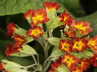 Primula Coronation Cowslips_2013-05-15_1987