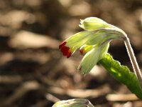 Primula Coronation Cowslips_2014-03-29_7388
