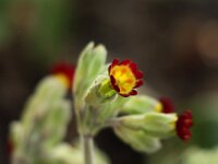 Primula Coronation Cowslips_2014-03-29_7399