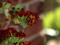 Primula Coronation Cowslips_2016_05_08_0143