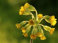Primula Coronation Cowslips_2018_04_17_2366