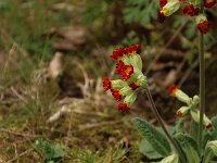 Primula Coronation Cowslips_2019_04_23_8571