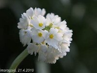 Primula denticulata var Haase_2010-04-21_0679