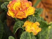 Primula double jaune_2012-10-20_0825