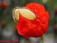Papaver nudicaule_2011-09-04-Rot_6021