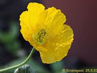 Papaver nudicaule_2012-05-25_8129