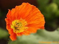 Papaver nudicaule_2012-06-11-orange_9278