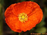 Papaver nudicaule_2012-07-15_9847