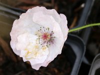 Papaver rhoeas Bridal Silk_2017_08_01_8811