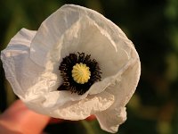 Papaver rhoeas Bridal Silk_2018_06_04_3439