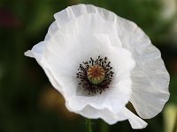 Papaver rhoeas Bridal Silk_2018_06_22_3946