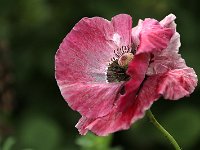 Papaver rhoeas Mother of Pearl_2018_06_02_3404