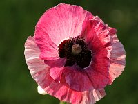 Papaver rhoeas Mother of Pearl_2018_06_05_3448