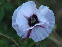 Papaver rhoeas Mother of Pearl_2018_06_25_3978