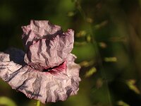 Papaver rhoeas Mother of Pearl_2019_05_30_9739