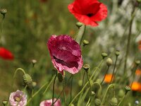 Papaver rhoeas Mother of Pearl_2019_06_07_9877