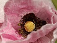 Papaver rhoeas Mother of Pearl_2019_06_07_9884