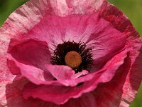 Papaver rhoeas Mother of Pearl_2019_06_07_9886