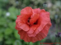 Papaver rhoeas double_2008-07-27_2154