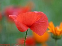 Papaver rhoeas_2007-07-03_8646