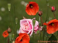 Papaver rhoeas_2012-06-17_9390