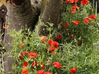 Papaver rhoeas_2014-05-29_9475