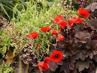 Papaver rhoeas_2014-05-29_9498