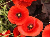 Papaver rhoeas_2014-05-29_9501