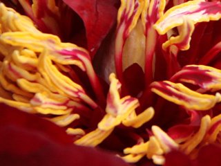 Paeonia