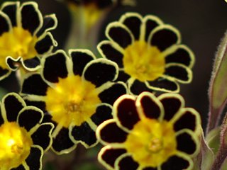 Primula