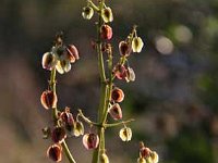 Rhabarber_2009-07-18_8812