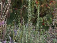 Rosmarinus Miss Jessopps Upright_2009-09-18_9412