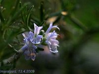 Rosmarinus lavandulaceus_2009-04-13_4584