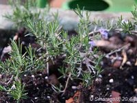 Rosmarinus lavandulaceus_2009-04-20-Bastin_4783