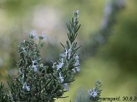 Rosmarinus_2008-08-30_2369