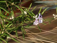 Rosmarinus_2016_01_01 bei Manhattan Blue_8870