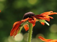Rudbeckia Summerina Brown_2016_06_18_1361