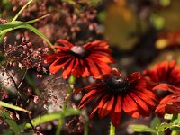 Rudbeckia Summerina Brown_2016_07_04_1573