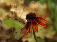Rudbeckia Summerina Brown_2016_08_12_2088