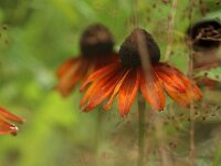 Rudbeckia Summerina Brown_2016_08_12_2089