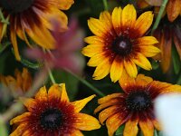 Rudbeckia Summerina Brown_2016_08_28_2189