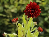 Rudbeckia double brown_2016_07_16_1704