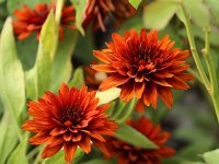 Rudbeckia double brown_2016_07_25_1793