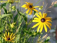 Rudbeckia var Oma_2007-07-15_8751