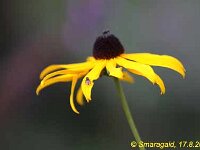 Rudbeckia var Oma_2009-08-17_9264