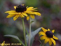 Rudbeckia var Oma_2009-09-20_9448